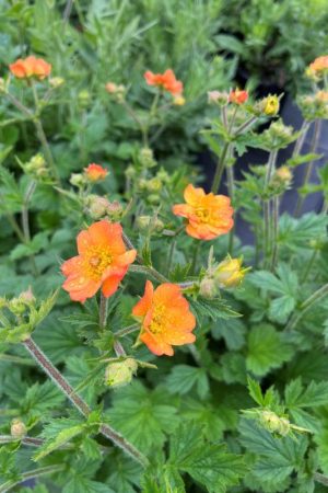 Geum