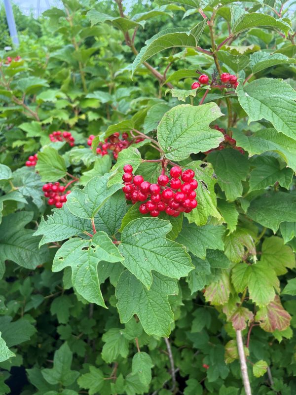 Viburnum opulus