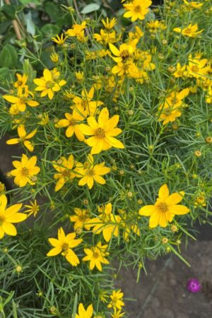 Coreopsis