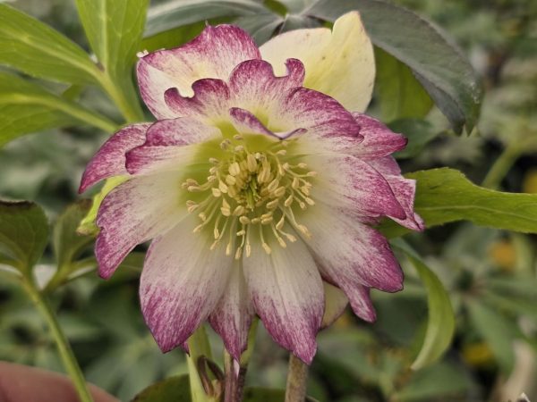 Helleborus