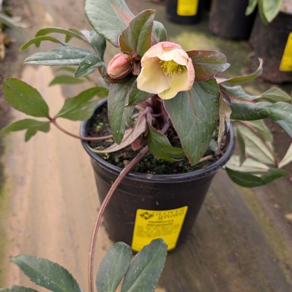 Helleborus - Image 3
