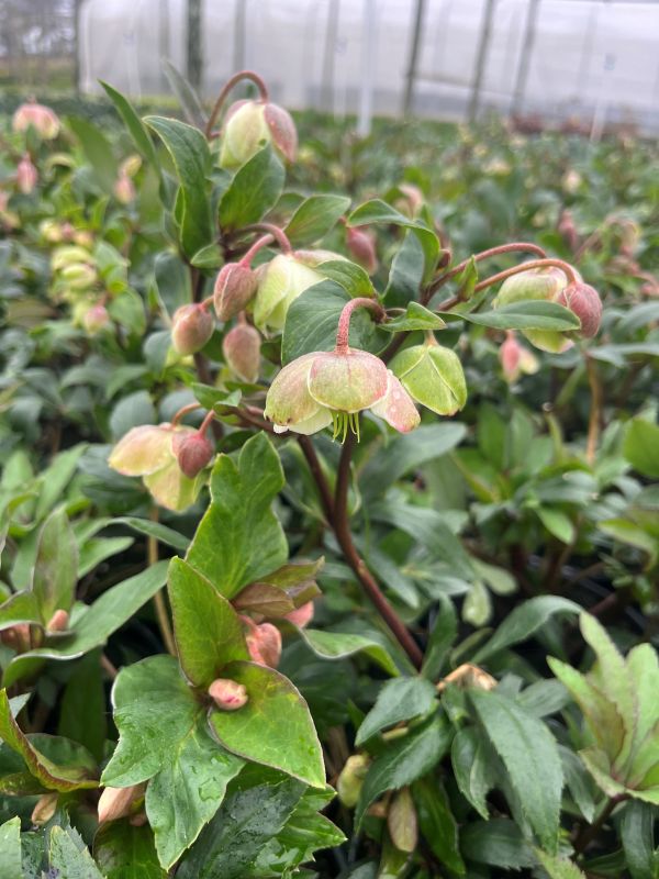 Helleborus - Image 2