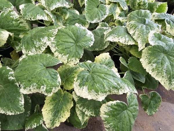 Lunaria annua