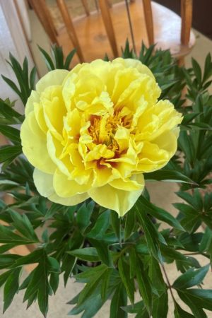 Paeonia