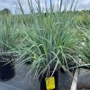 Schizachyrium