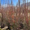 Schizachyrium - Image 2