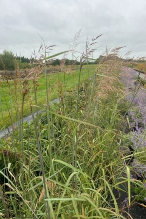 Sorghastrum nutans
