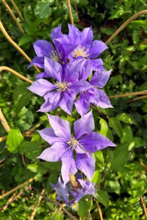 Clematis
