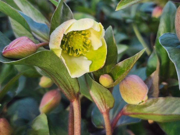 Helleborus