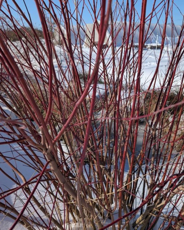 Cornus amomum - Image 3