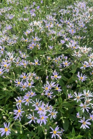 Aster herveyi