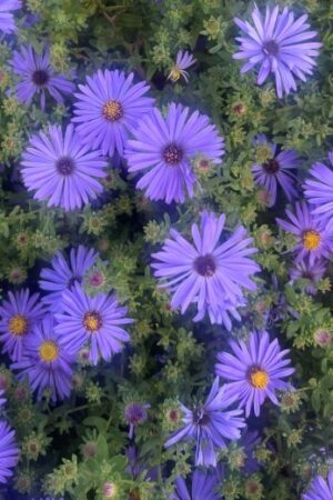 Aster oblongifolius