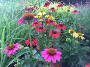 Echinacea 'Cheyenne Spirit'