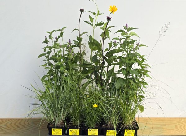 Pocket Meadow Kit - Image 2