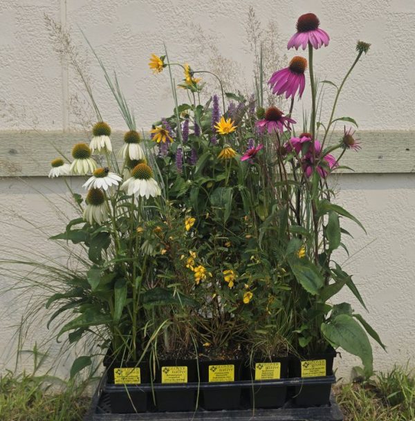 Pocket Meadow Kit
