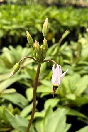Primula meadia