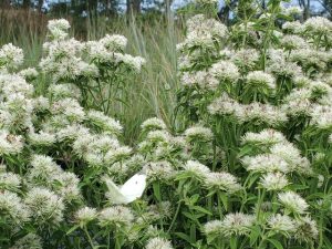 Pycnanthemum Flexuosum