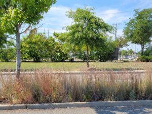 Schizachyrium Scoparium