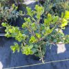 Arctostaphylos uva-ursi - Image 2