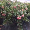 Arctostaphylos uva-ursi