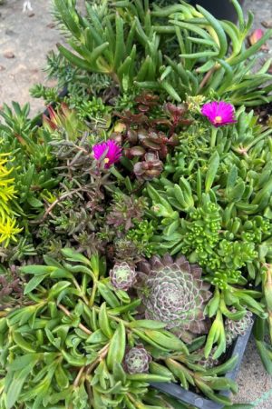 Succulent mix