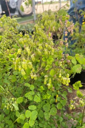 Thalictrum dioicum