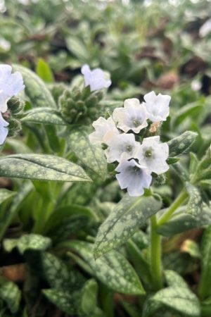 Pulmonaria