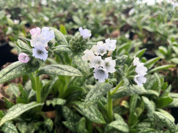 Pulmonaria