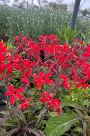 Silene