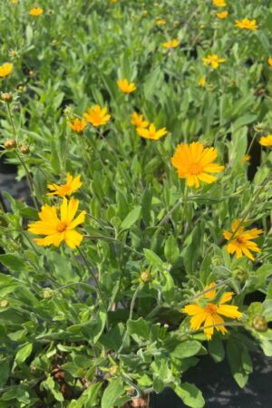 Coreopsis