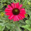 Echinacea Kismet