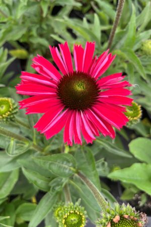 Echinacea Kismet