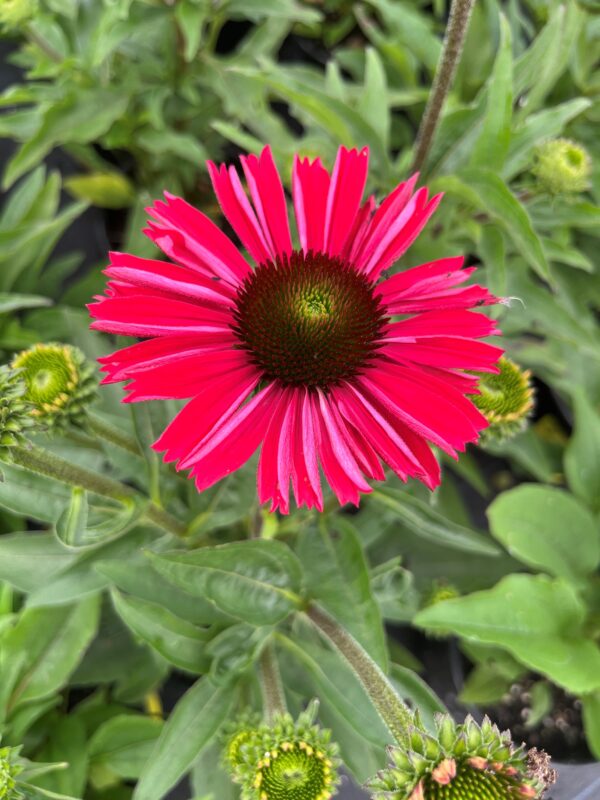 Echinacea Kismet
