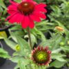 Echinacea Kismet - Image 2