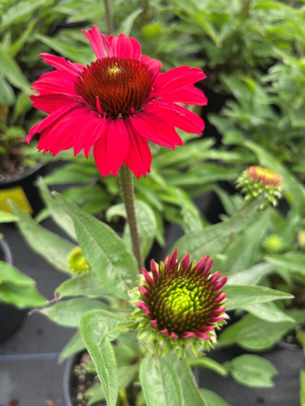Echinacea Kismet - Image 2