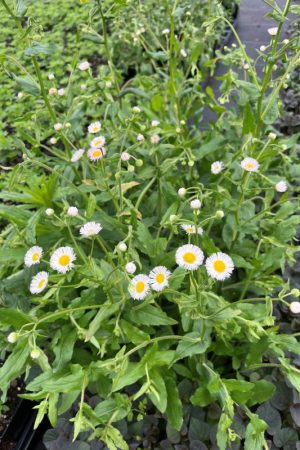 Erigeron philadelphicus