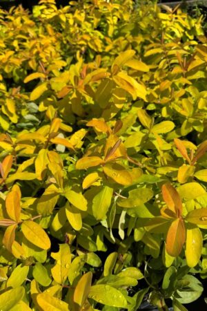 Hypericum calycinum