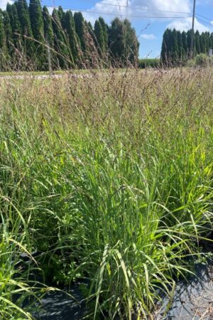 Panicum virgatum