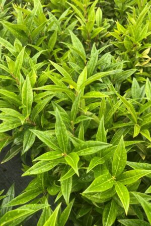 Sarcococca humilis