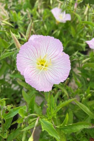Oenothera speciosa