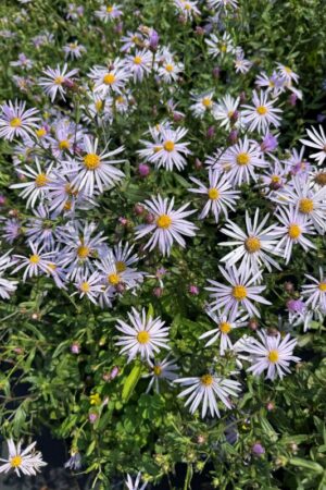 Aster pyrenaeus