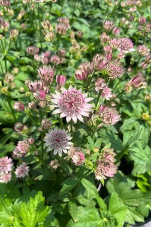Astrantia