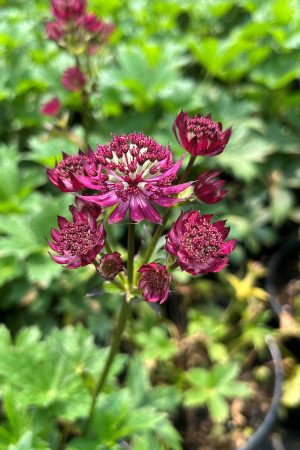 Astrantia