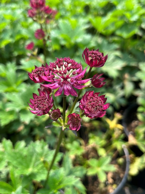 Astrantia