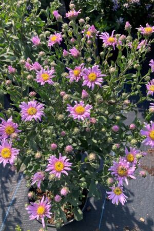 Aster amellus