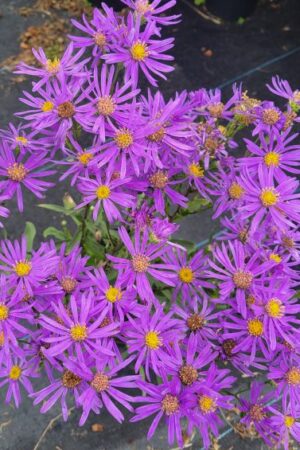 Aster amellus