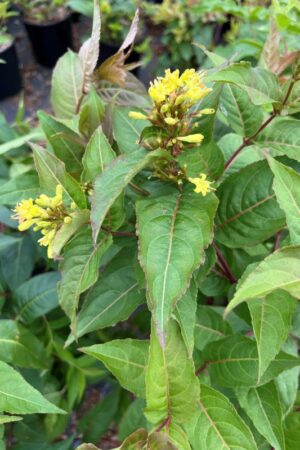 Diervilla lonicera