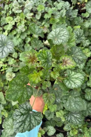 Heuchera americana