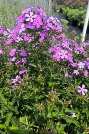 Phlox paniculata