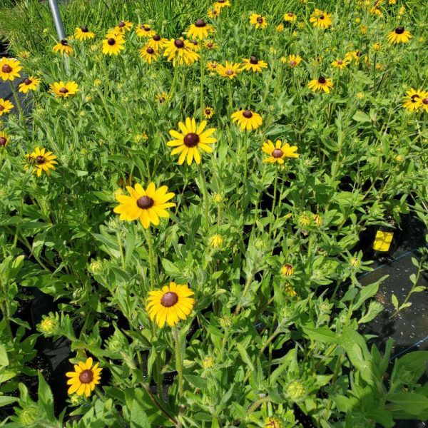 Rudbeckia hirta